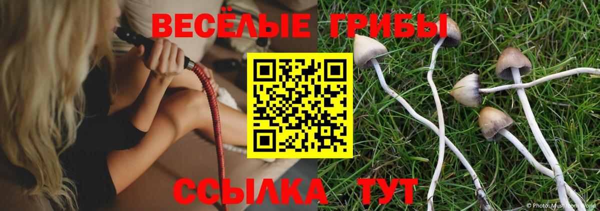 Псилоцибиновые грибы Cubensis Курчатов